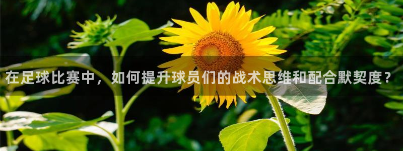 在足球比赛中，如何提升球员们的战术思维和配合默契度？
