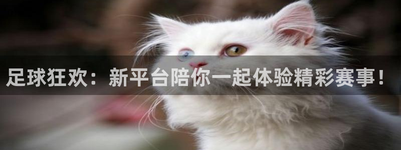 足球狂欢：新平台陪你一起体验精彩赛事